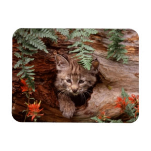Bobcat Kitten Magnet Magneet