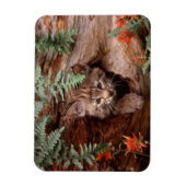 Bobcat Kitten Magnet Magneet (Verticaal)
