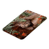 Bobcat Kitten Magnet Magneet (Linkerzijde)