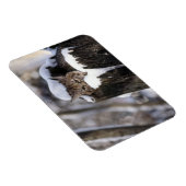 Bobcat Kitten Magnet Magneet (Rechterzijde)