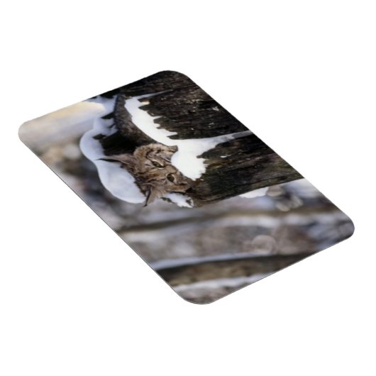 Bobcat Kitten Magnet Magneet (Rechterzijde)