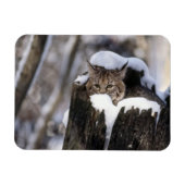 Bobcat Kitten Magnet Magneet (Horizontaal)