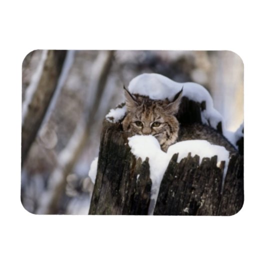 Bobcat Kitten Magnet Magneet (Horizontaal)