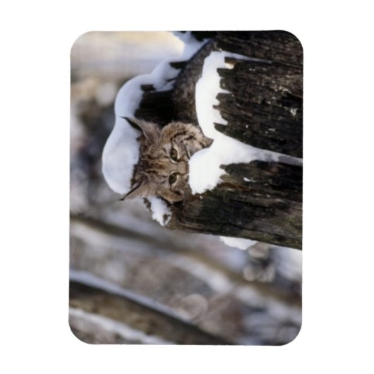 Bobcat Kitten Magnet Magneet (Verticaal)