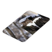 Bobcat Kitten Magnet Magneet (Linkerzijde)