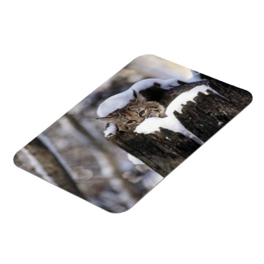 Bobcat Kitten Magnet Magneet (Linkerzijde)