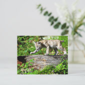 Bobcat Kitten op de Prowl Briefkaart (Staand voorkant)