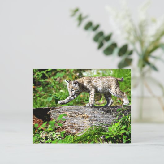 Bobcat Kitten op de Prowl Briefkaart (Staand voorkant)