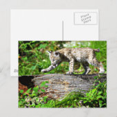 Bobcat Kitten op de Prowl Briefkaart (Voorkant / Achterkant)