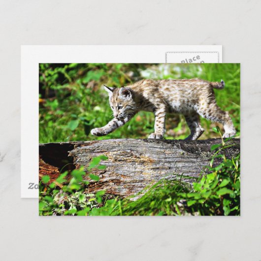 Bobcat Kitten op de Prowl Briefkaart (Voorkant / Achterkant)