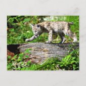 Bobcat Kitten op de Prowl Briefkaart (Voorkant)