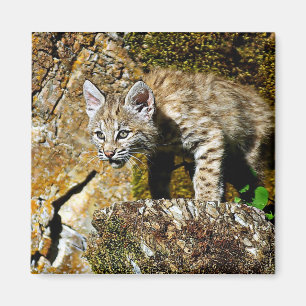 Bobcat Kitten op de Rocks Magneet