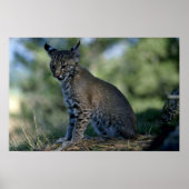 Bobcat-kitten Poster (Voorkant)