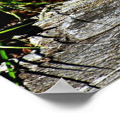 Bobcat Kitten Poster (Hoek)