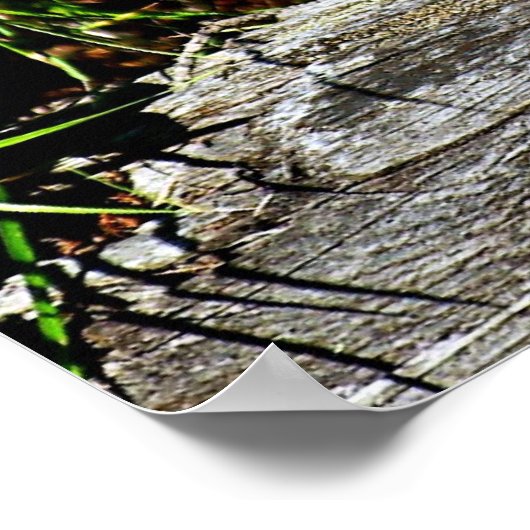 Bobcat Kitten Poster (Hoek)