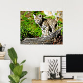 Bobcat Kitten Poster (Thuiskantoor)