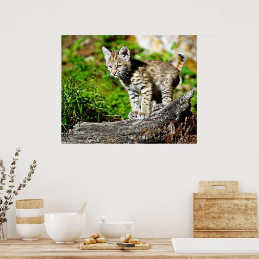 Bobcat Kitten Poster (Keuken)