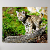 Bobcat Kitten Poster (Voorkant)