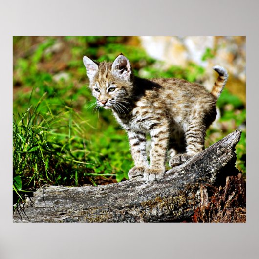 Bobcat Kitten Poster (Voorkant)