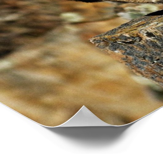 Bobcat - Klaar om te springen Poster (Hoek)