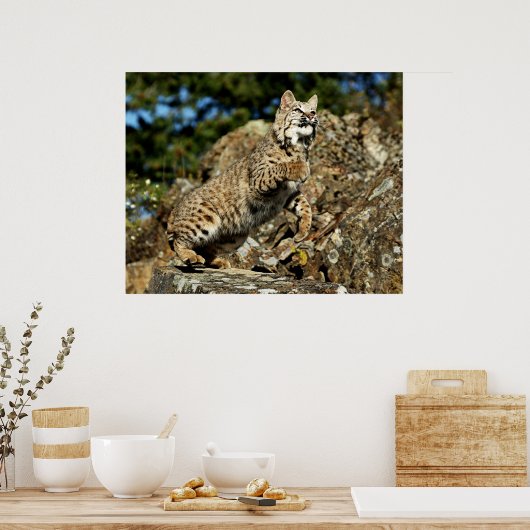 Bobcat - Klaar om te springen Poster (Keuken)