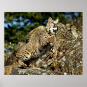 Bobcat - Klaar om te springen Poster (Voorkant)