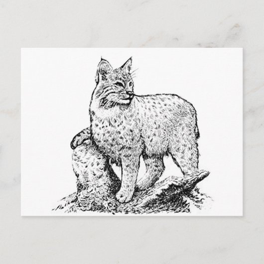 Bobcat Line Art Briefkaart (Voorkant)