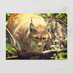 Bobcat Lynx Wild Life Dier Briefkaart