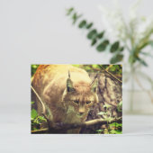 Bobcat Lynx Wild Life Dier Briefkaart (Staand voorkant)