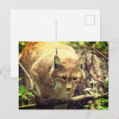 Bobcat Lynx Wild Life Dier Briefkaart (Voorkant / Achterkant)