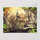 Bobcat Lynx Wild Life Dier Briefkaart (Voorkant)