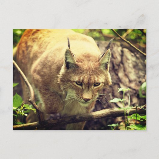 Bobcat Lynx Wild Life Dier Briefkaart (Voorkant)