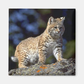 Bobcat Magneet (Voorkant)