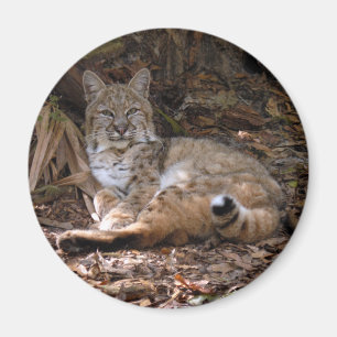 Bobcat-magneten Magneet