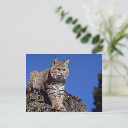 Bobcat met skyline briefkaart (Staand voorkant)