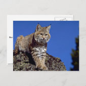 Bobcat met skyline briefkaart (Voorkant / Achterkant)
