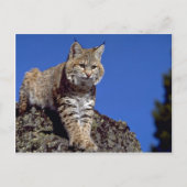 Bobcat met skyline briefkaart (Voorkant)