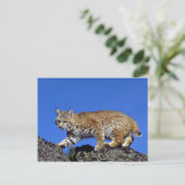 Bobcat met skyline briefkaart (Staand voorkant)
