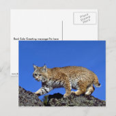 Bobcat met skyline briefkaart (Voorkant / Achterkant)