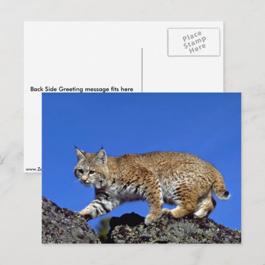 Bobcat met skyline briefkaart (Voorkant / Achterkant)