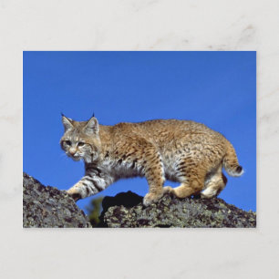 Bobcat met skyline briefkaart