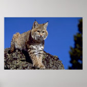 Bobcat met skyline poster (Voorkant)