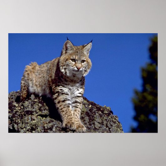 Bobcat met skyline poster (Voorkant)