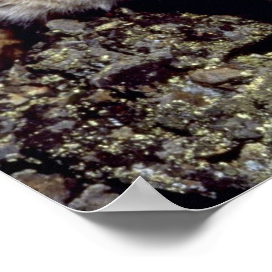 Bobcat met skyline poster (Hoek)