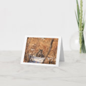 Bobcat notecard kaart (Voorkant)