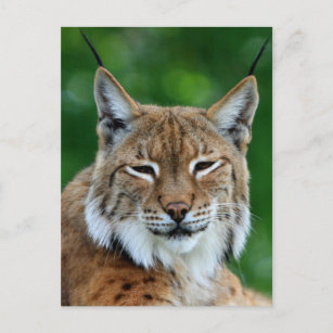 Bobcat of Lynx-briefkaart met mooie foto's Briefkaart