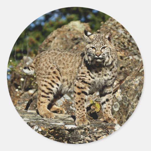 Bobcat op de rotsen ronde sticker (Voorkant)