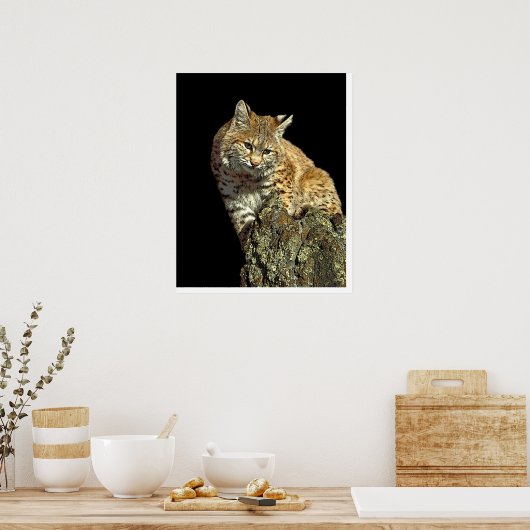 Bobcat op een rots van Junglewalk.com Poster (Keuken)