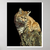 Bobcat op een rots van Junglewalk.com Poster (Voorkant)