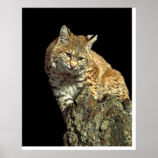 Bobcat op een rots van Junglewalk.com Poster (Voorkant)